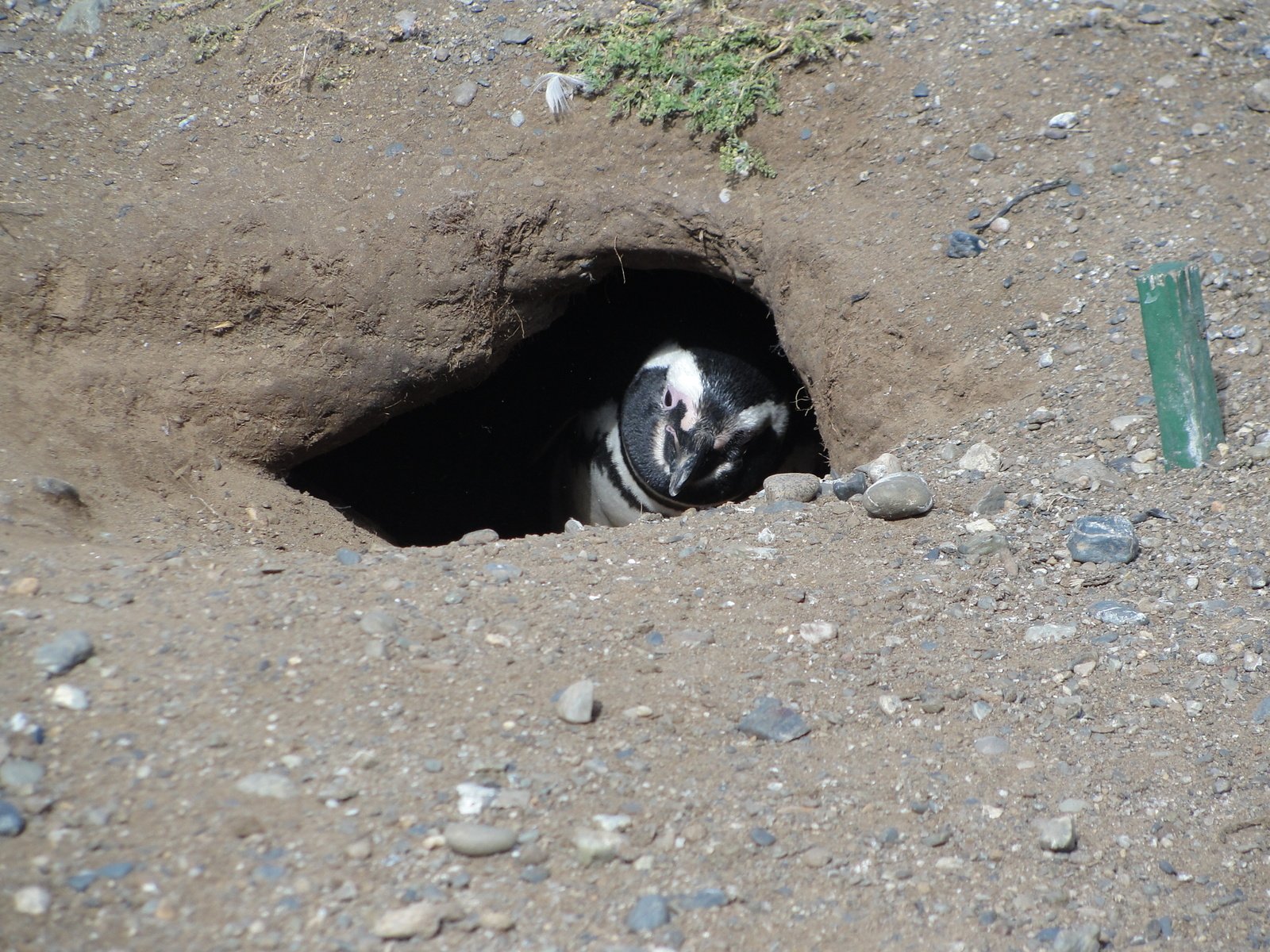 a small black and white penguin in a hole