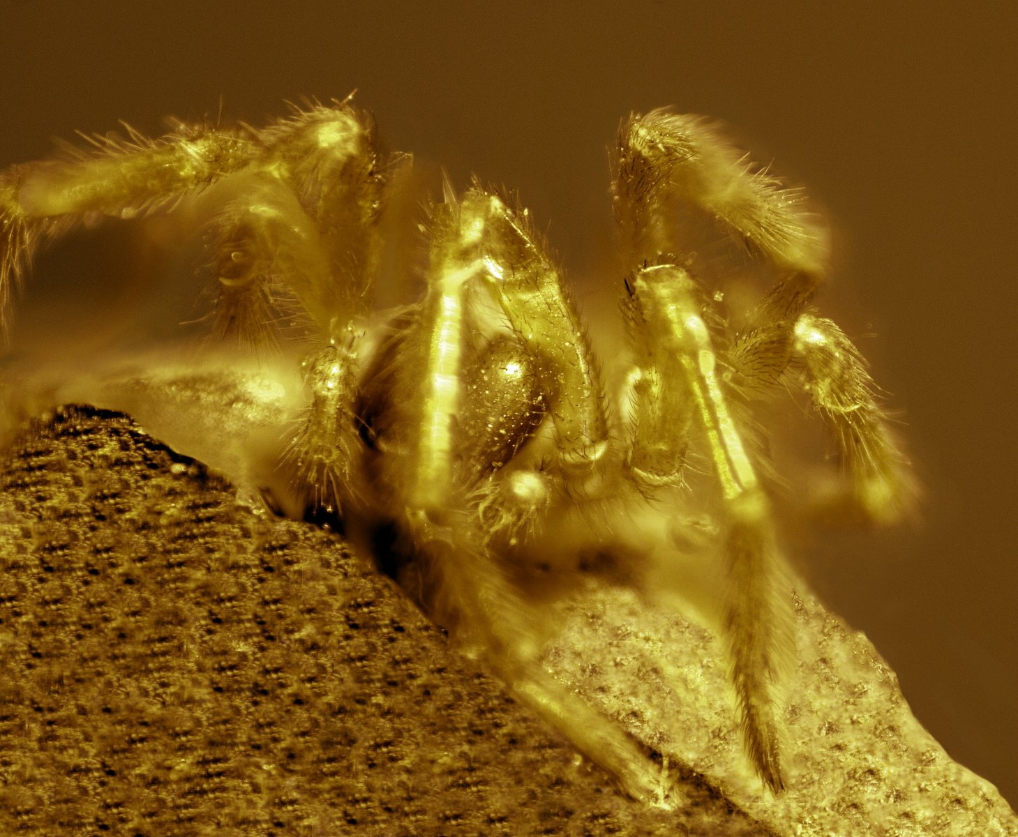 the yellow spider is shown, glowing from below