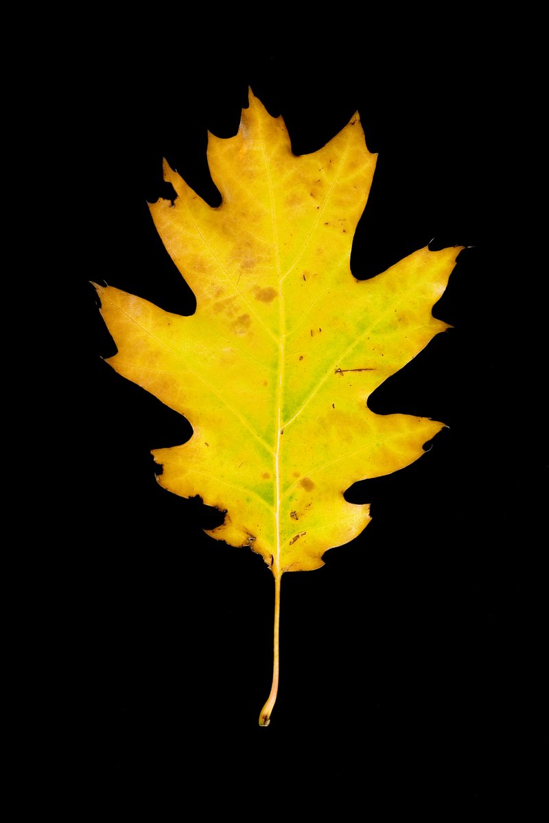 a large yellow leaf against a dark background