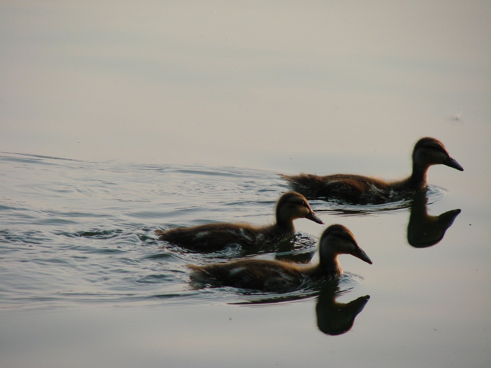 three ducks floating on top of the water