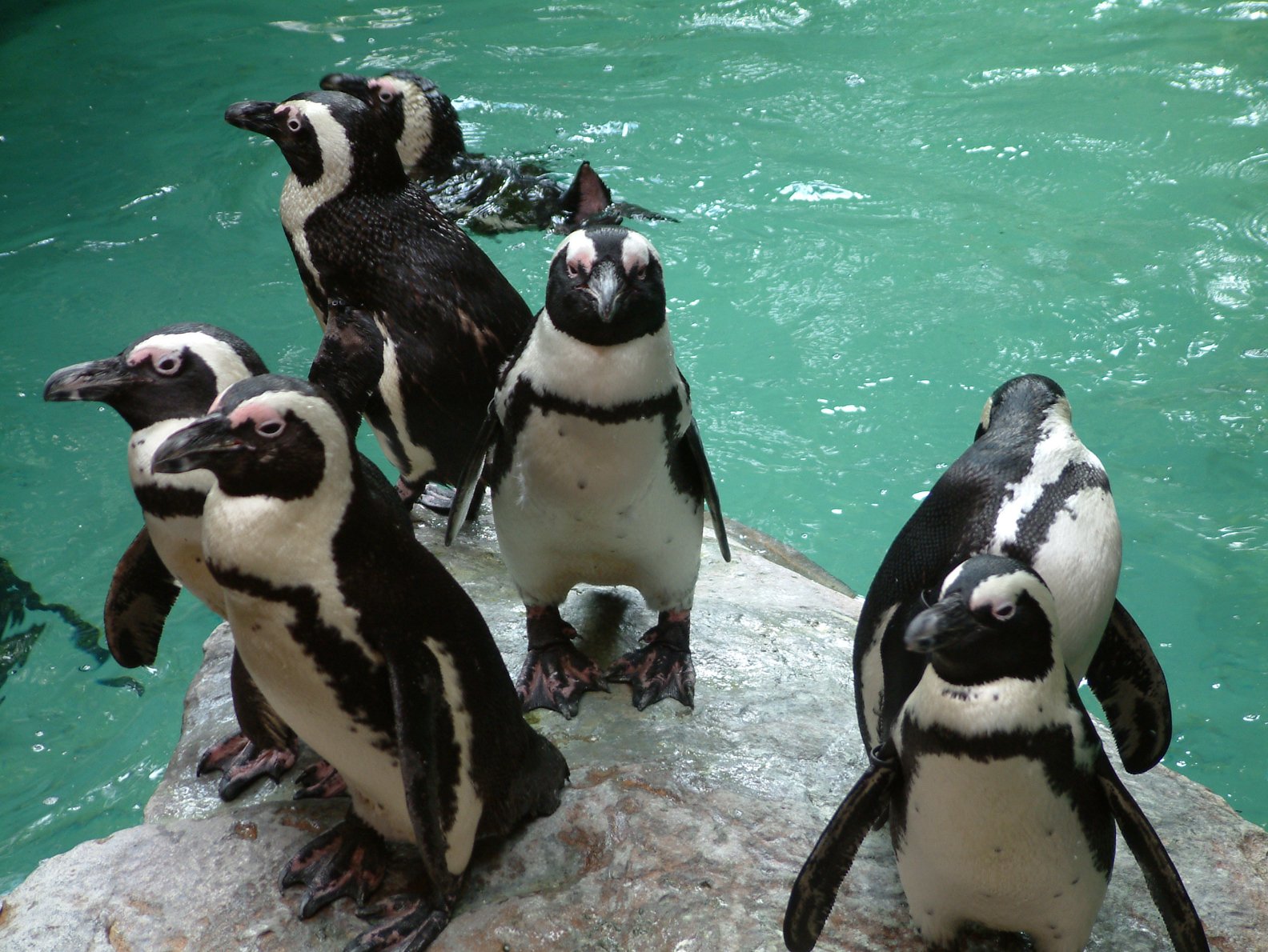 a group of penguin standing on a rock