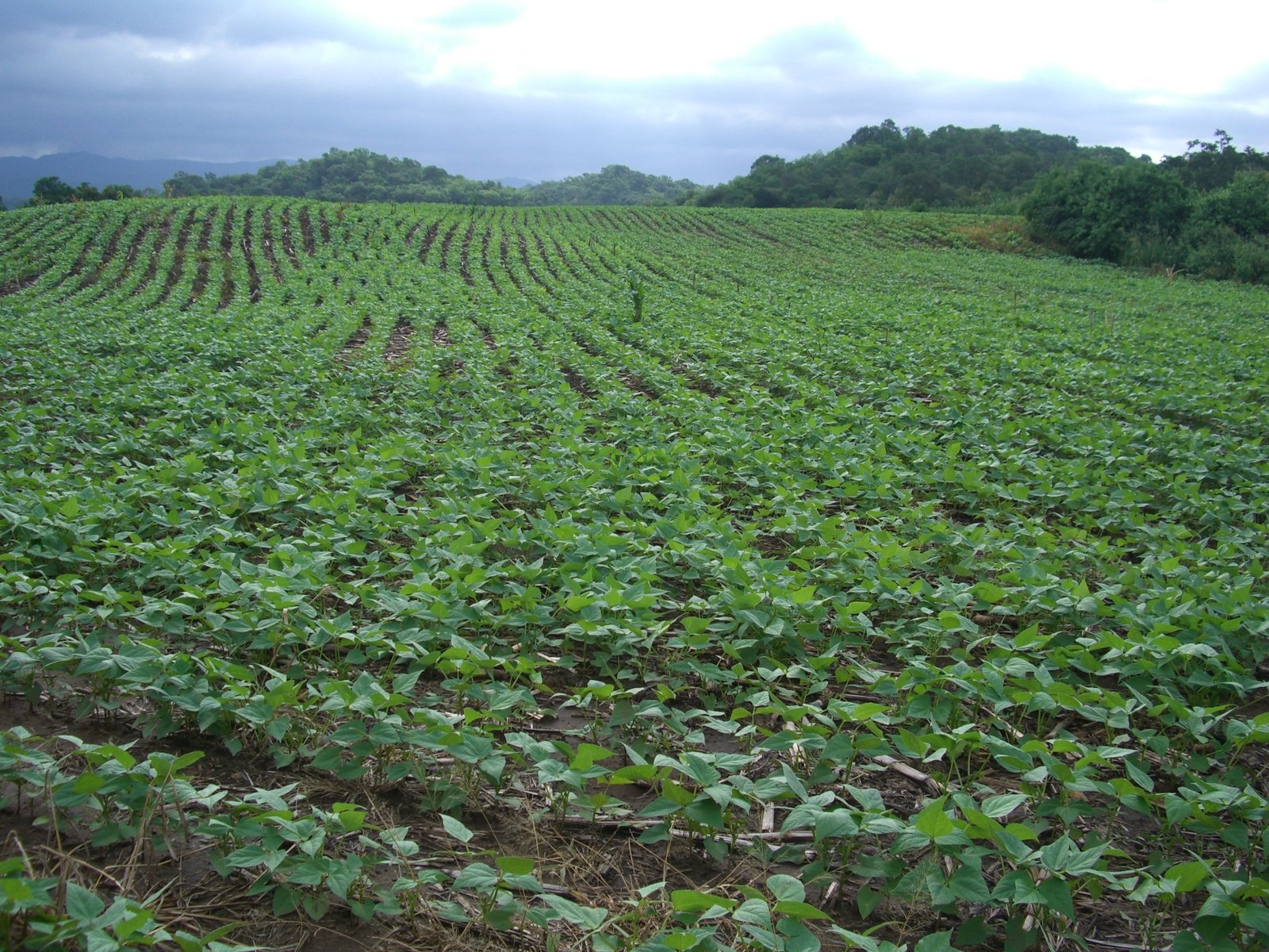 a large field of green plants on a cloudy day