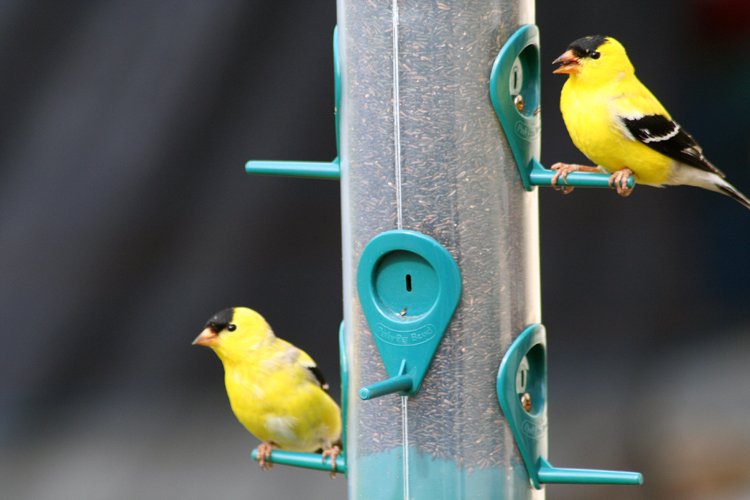 birds are feeding on a bird feeder together
