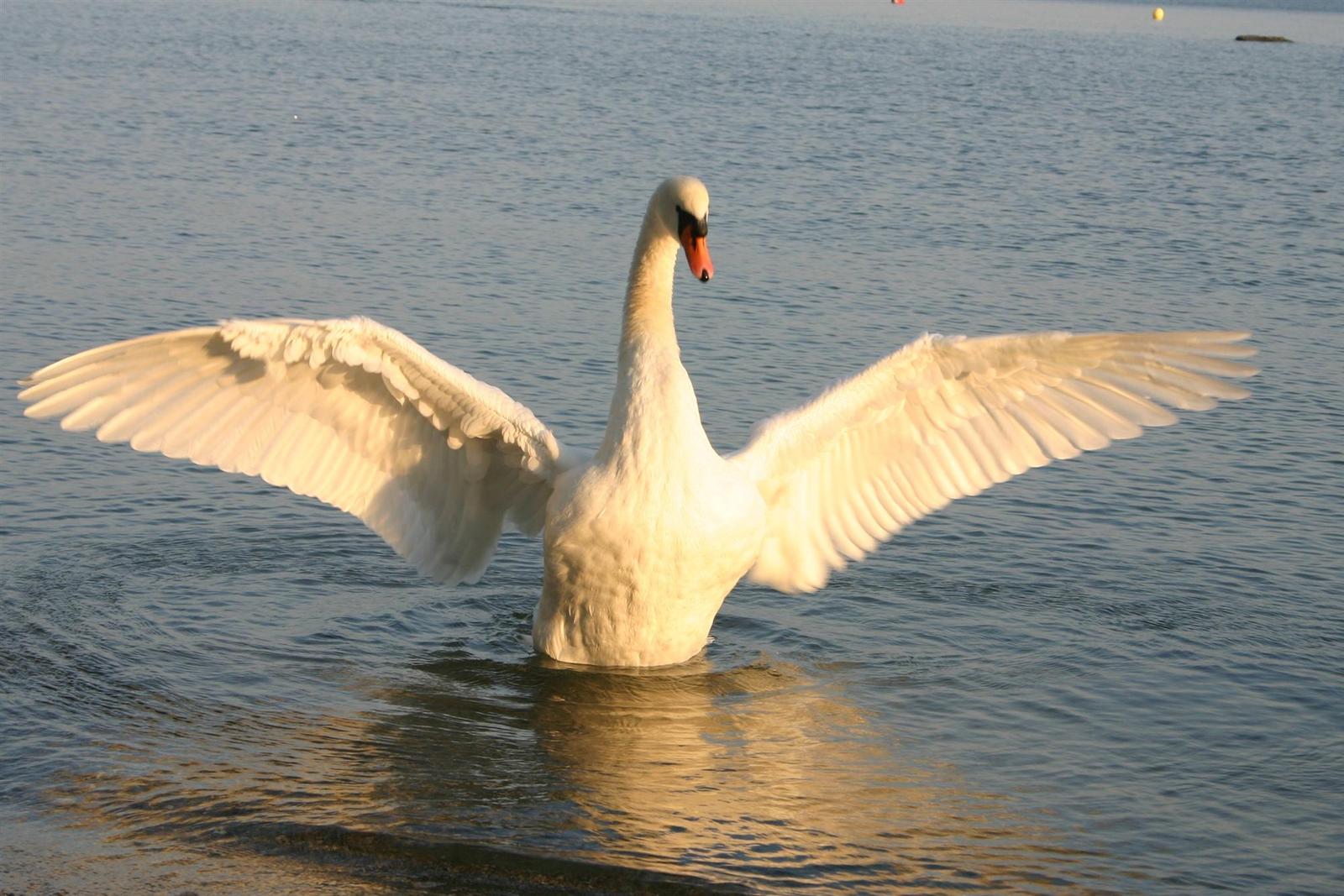 a white swan flapping his wings in a body of water