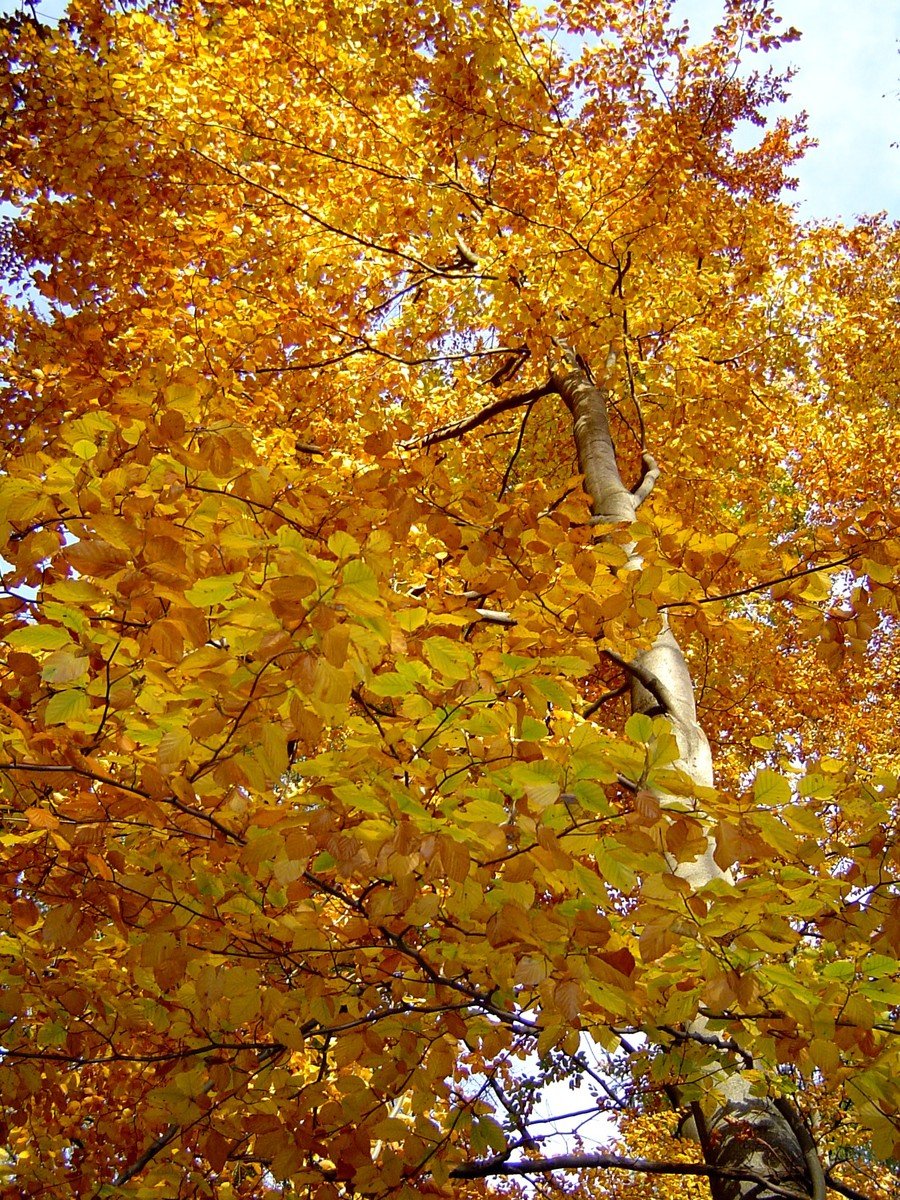 tall yellow trees with orange leaves in the fall