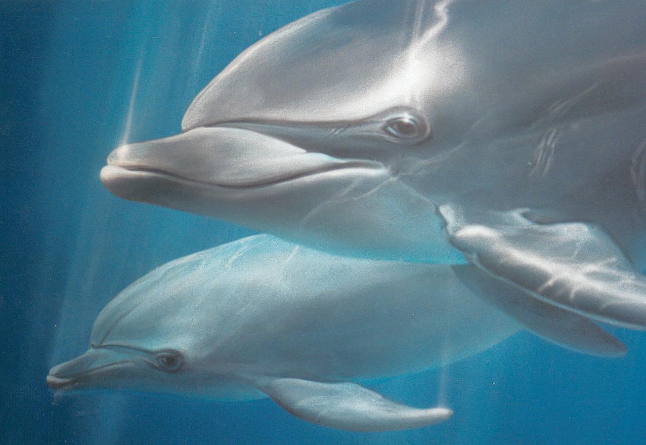 two dolphins swimming under water looking at the camera