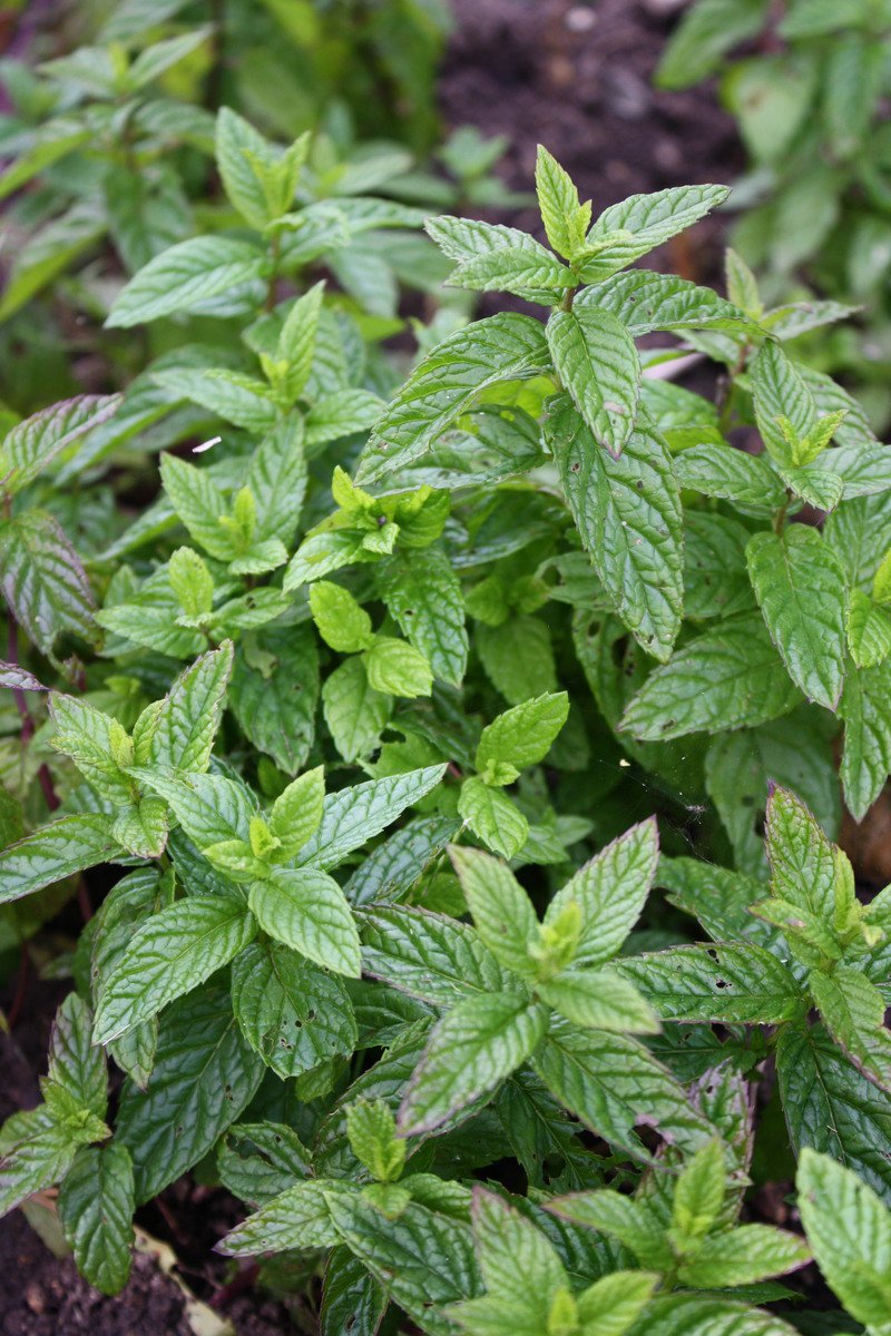 leaves of a mint plant are growing in the dirt