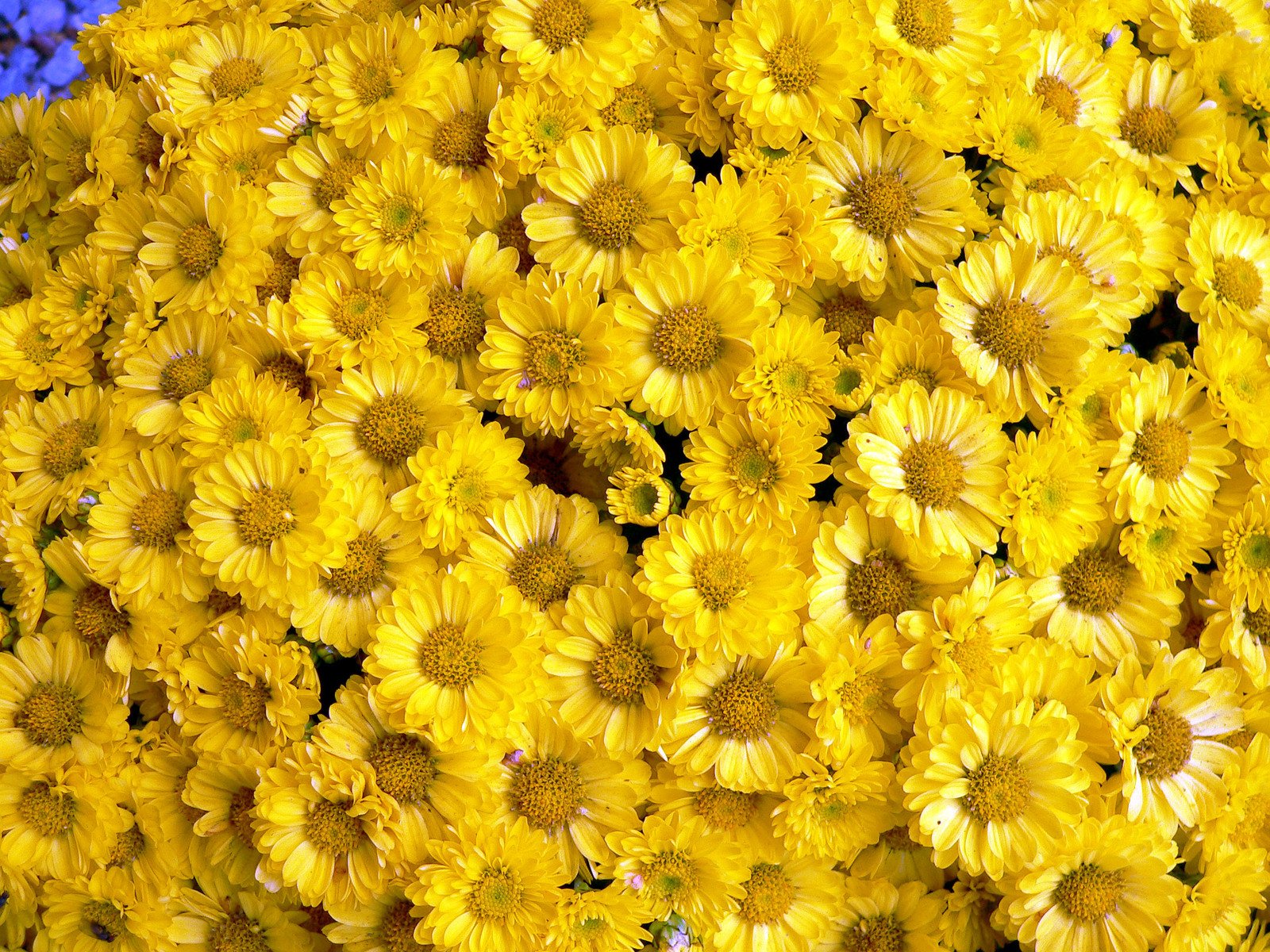 the top half of yellow flowers in a pot