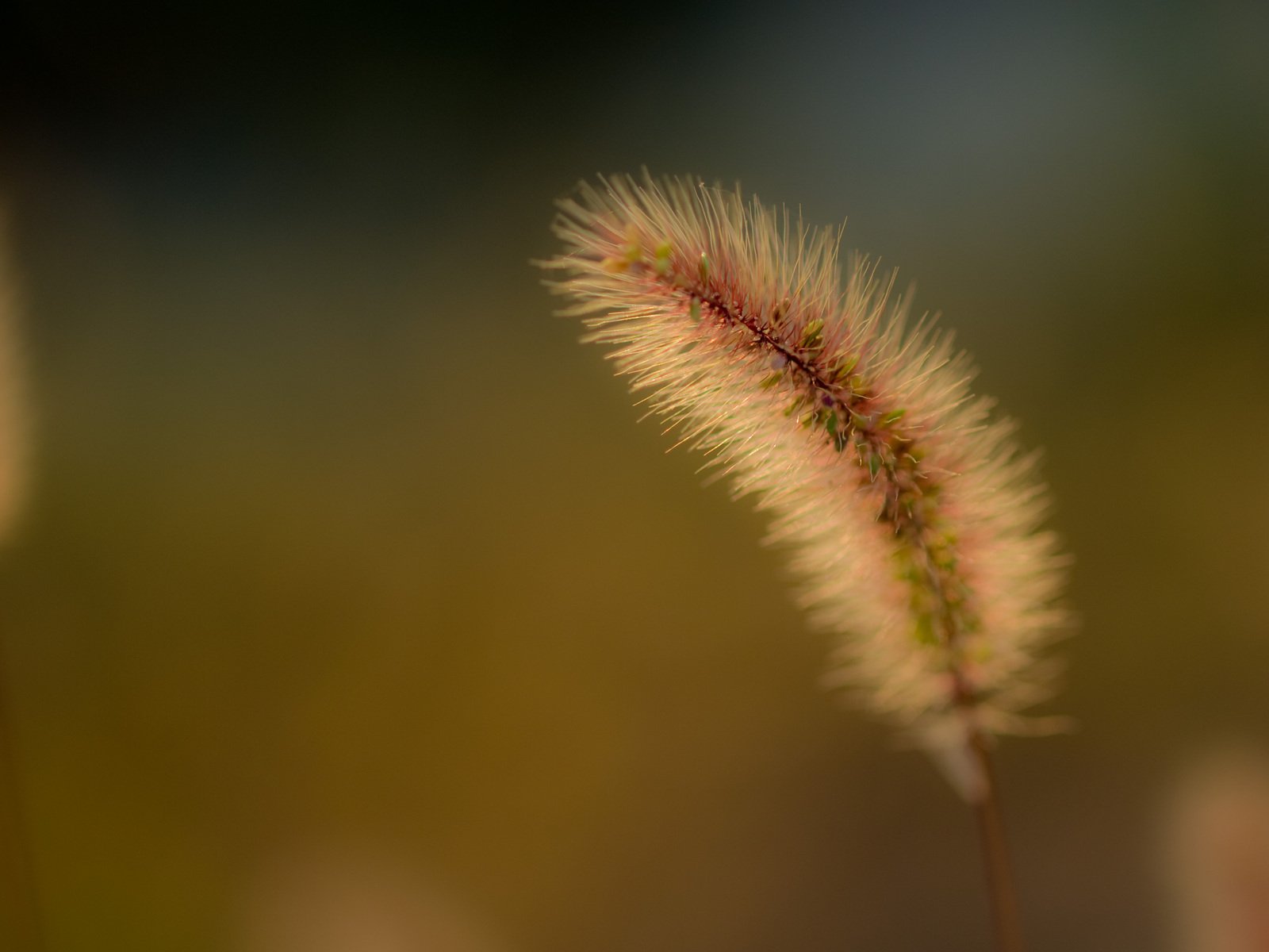 a dried weed is shown with little leaves