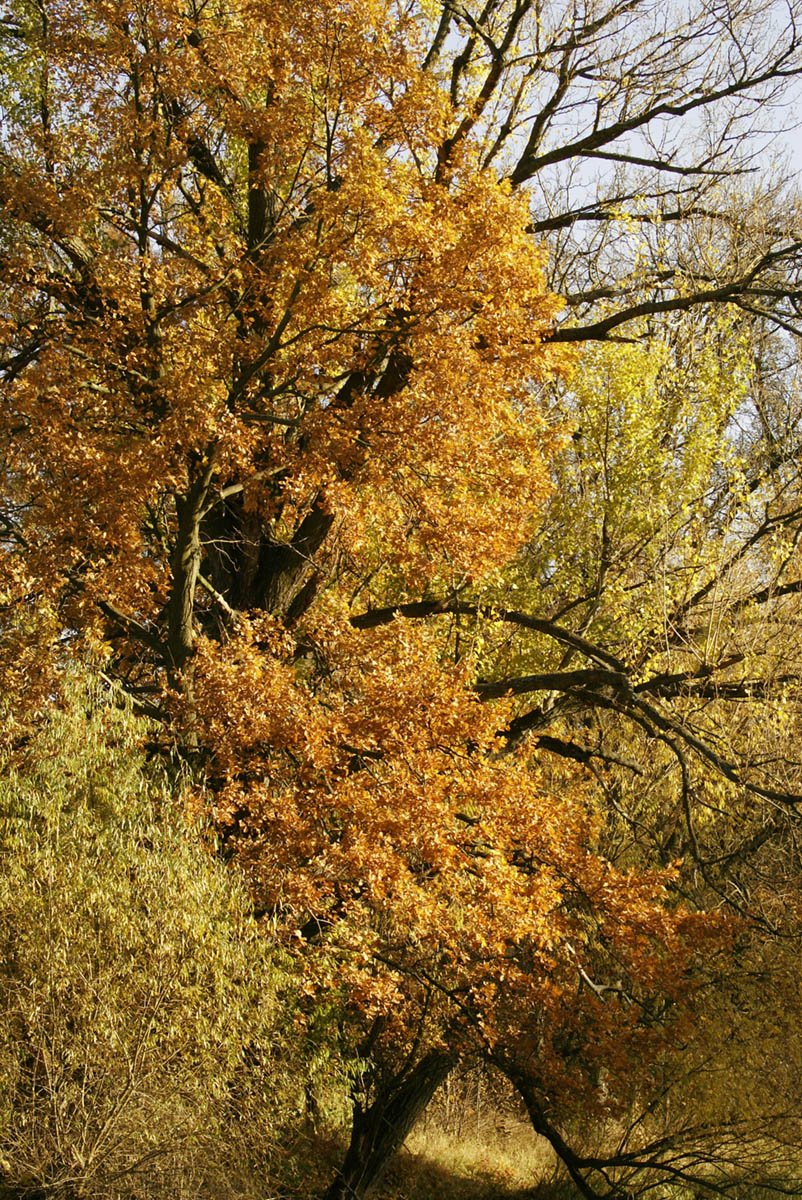 a bench under the golden autumn leaves of an old tree