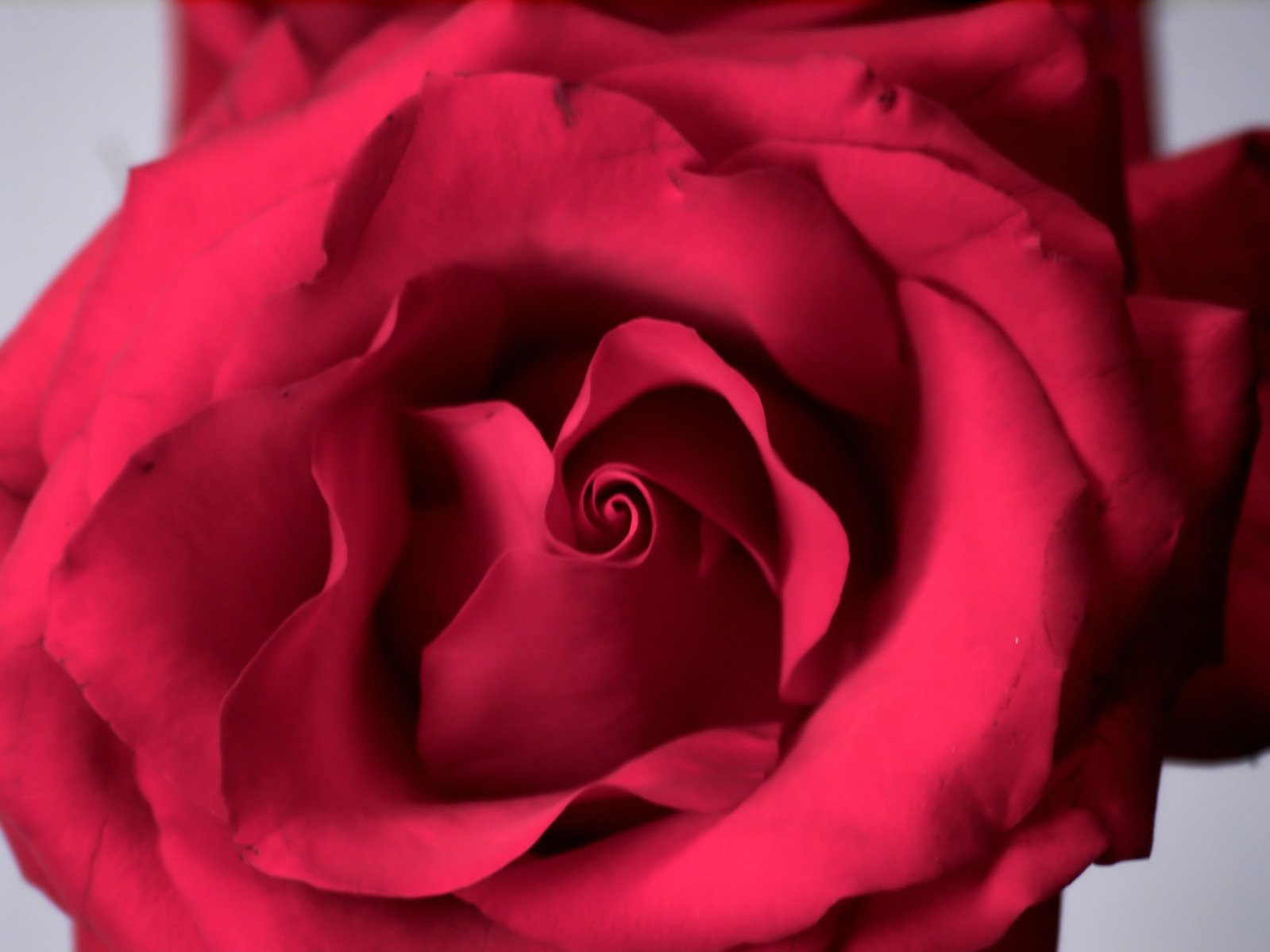 the center section of a pink rose in closeup