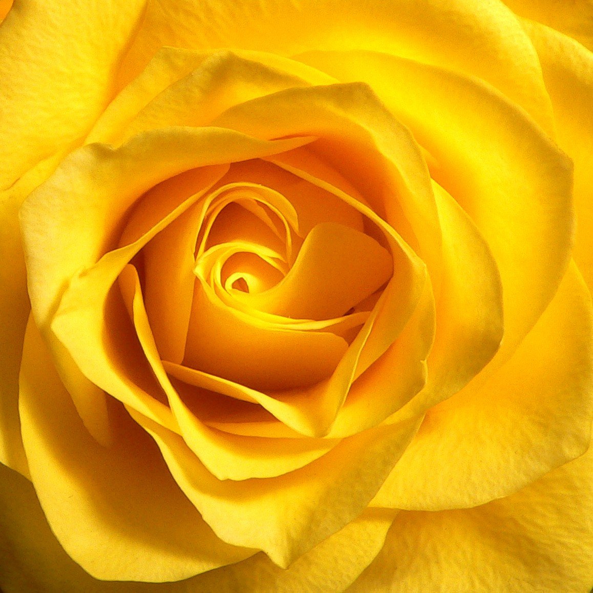 a close up image of the inside of a rose