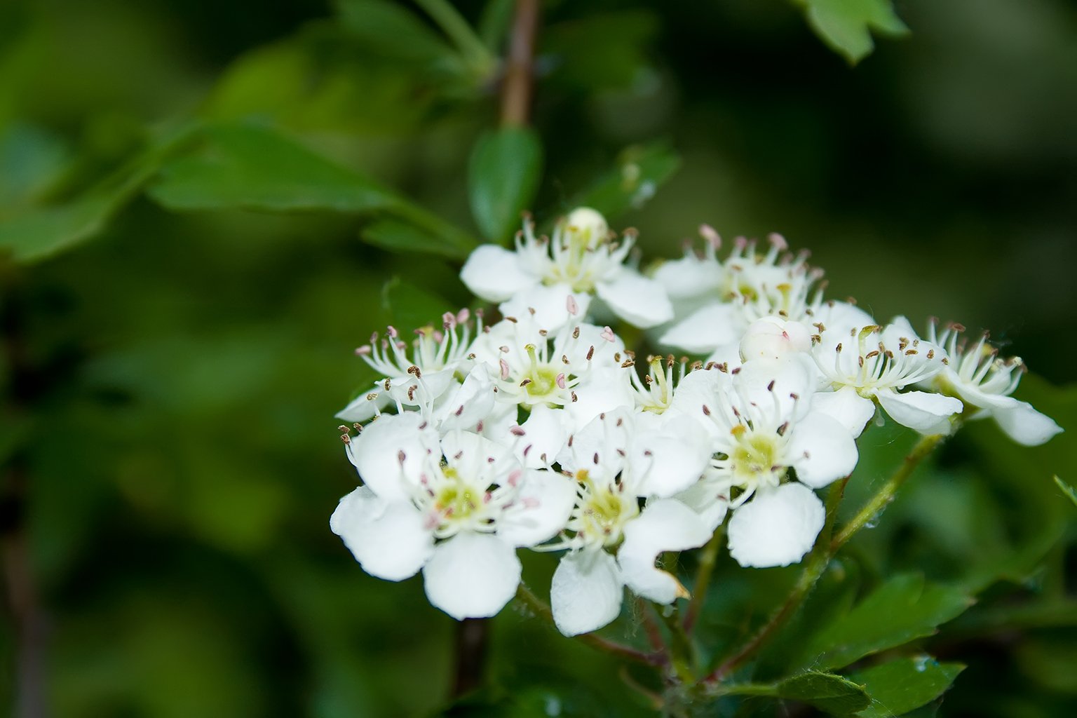a close up view of some white flowers