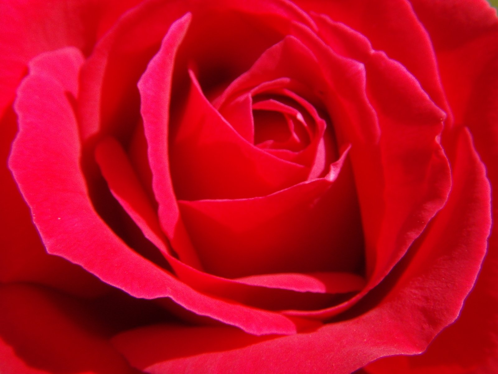 a close up picture of a red rose