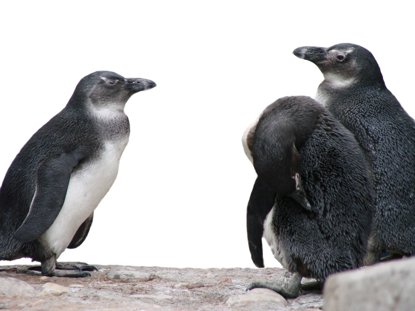 three penguins on rocks looking at each other