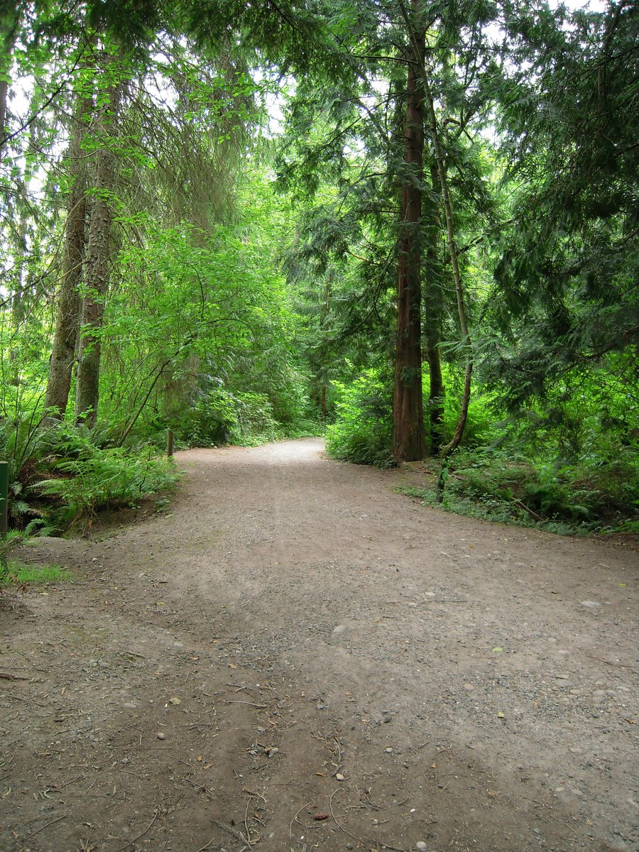 a walk way in the woods with lush green trees