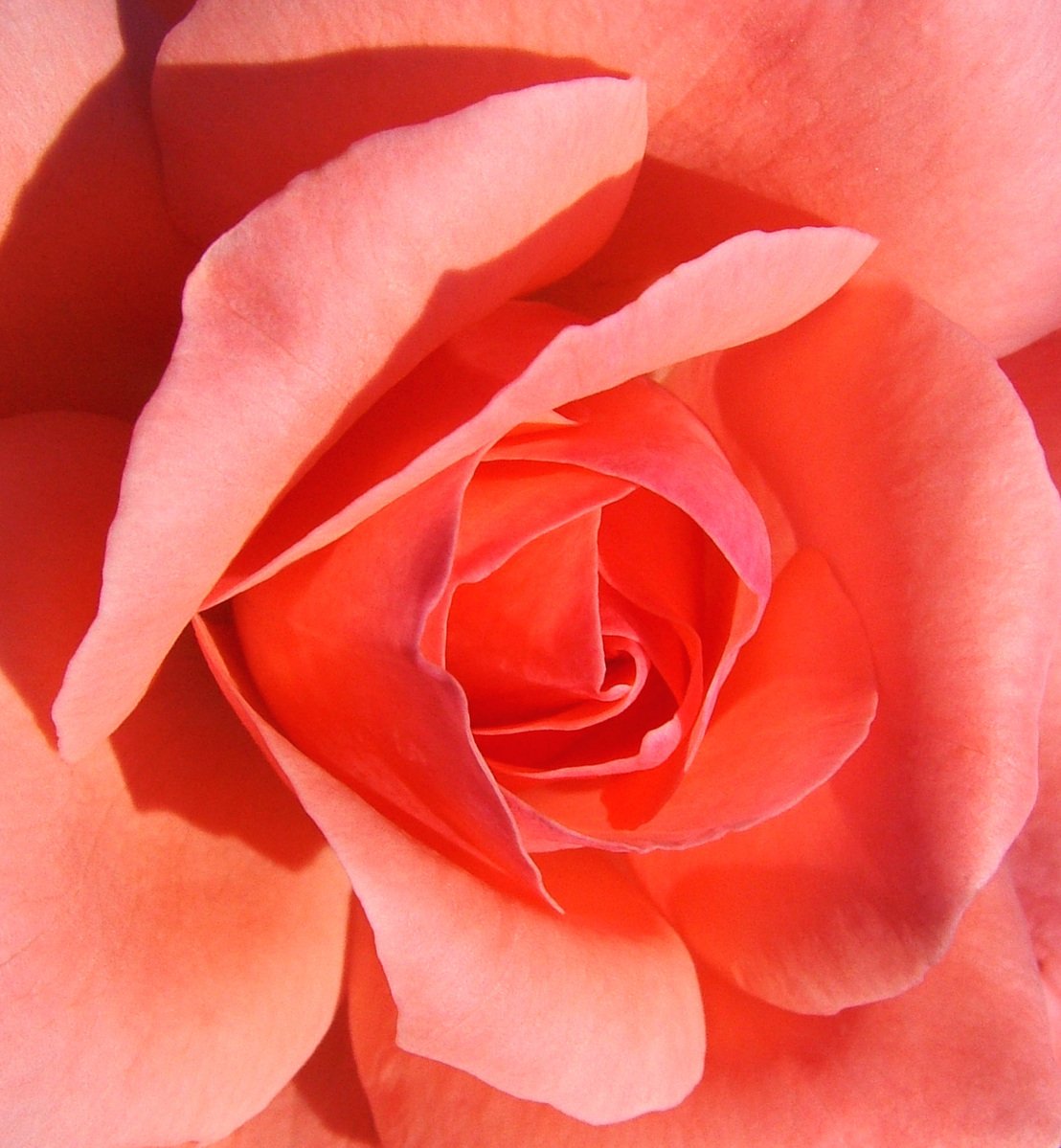 a rose with a center that has been wilted and has pink petals