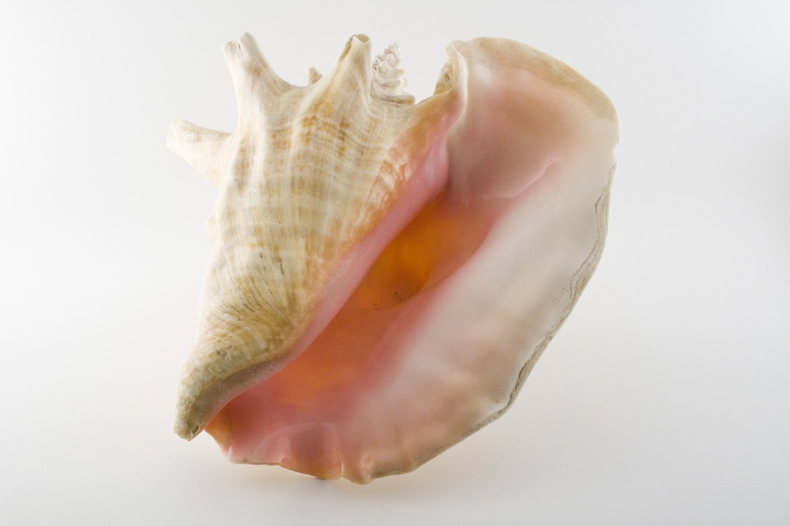 a pink and white seashell against a white background