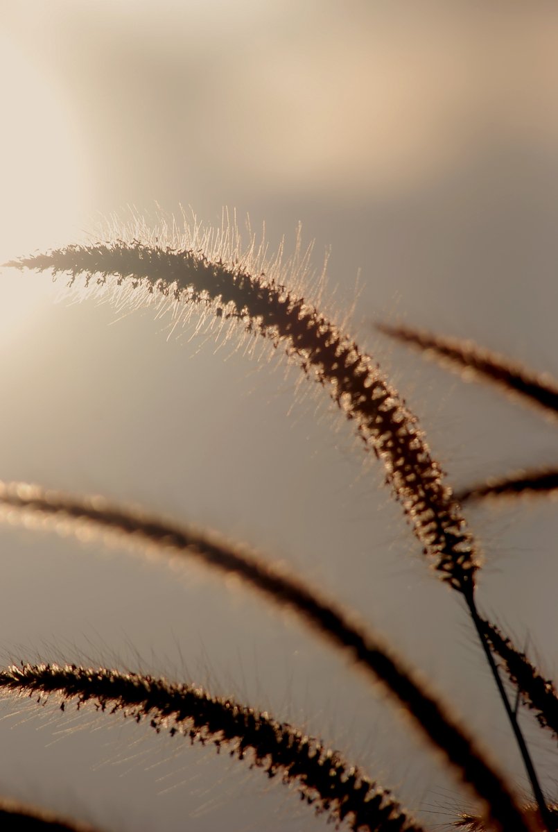 the sun is setting behind grass in a grassy area