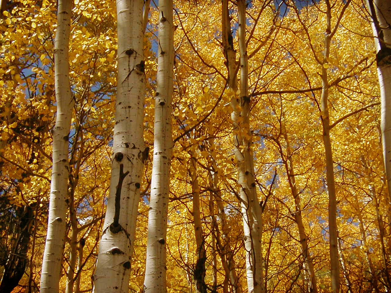 an upward view of several trunks of trees with yellow leaves