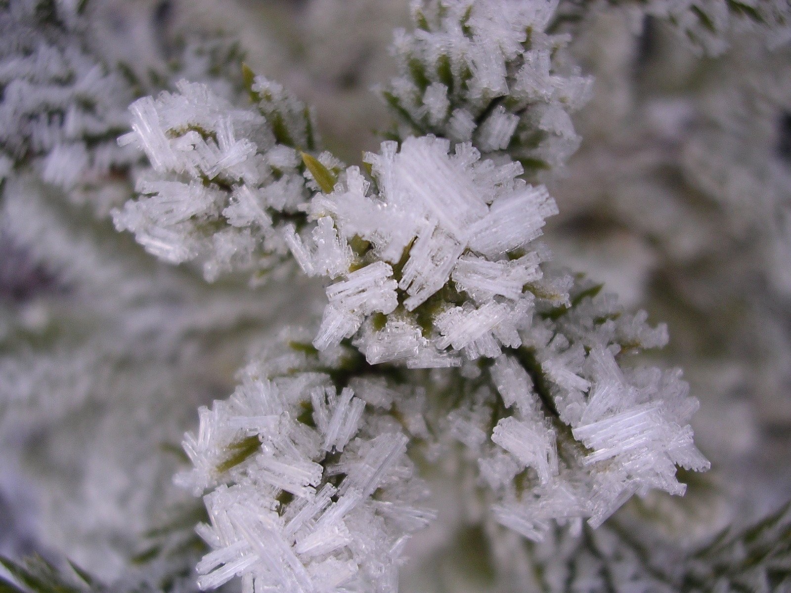 a bunch of white flowers sitting next to each other