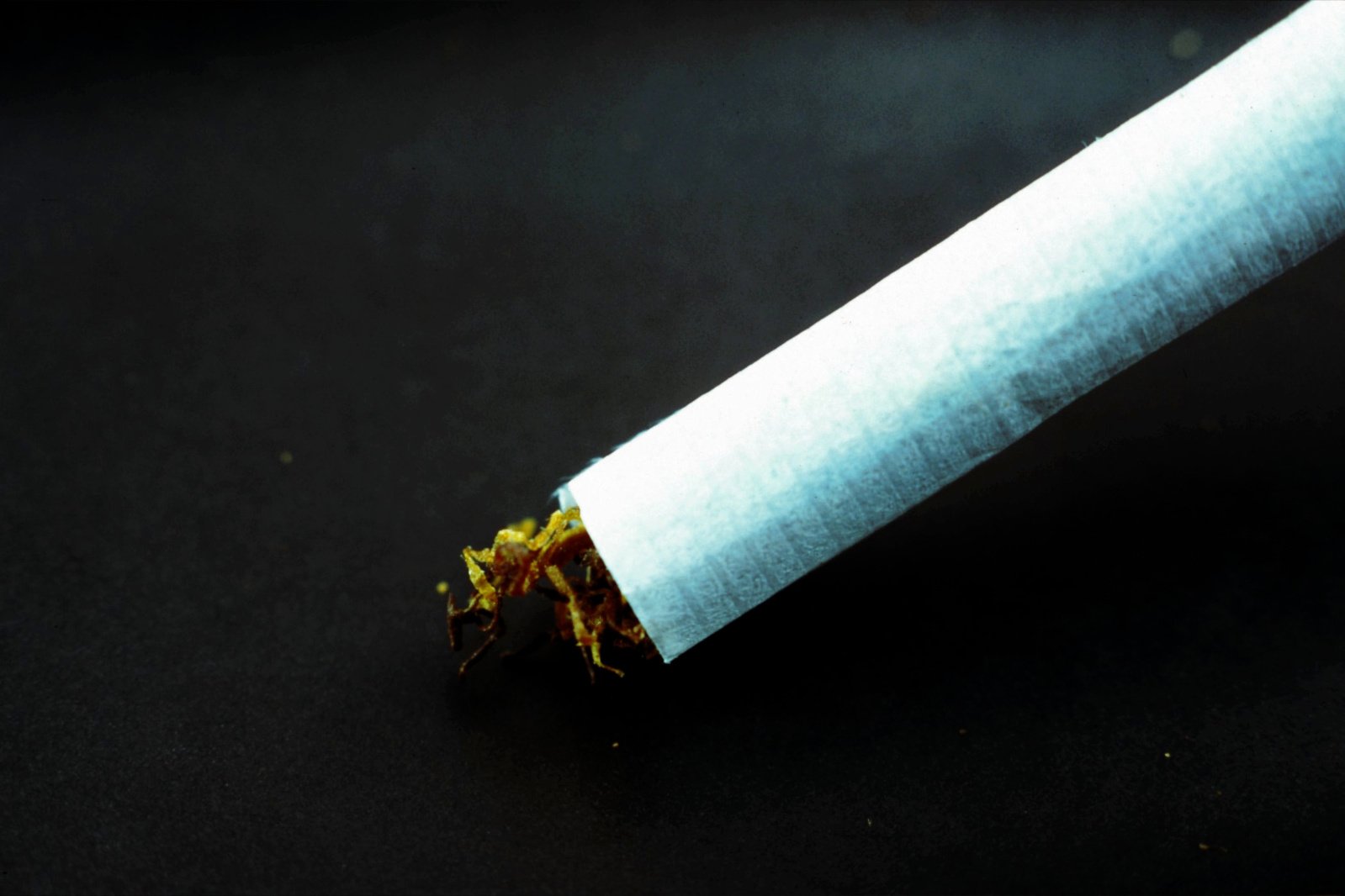 a cigarette that is broken and sitting on the ground