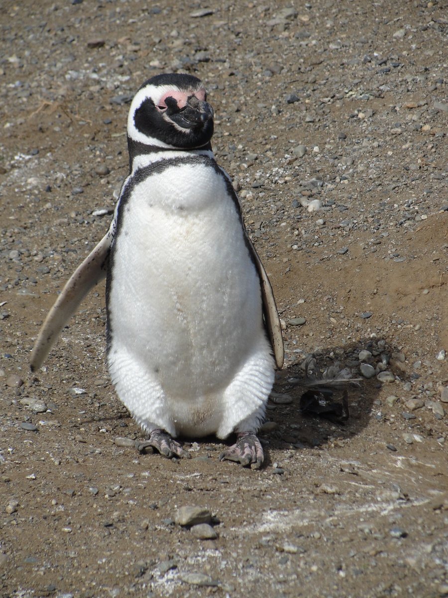 a penguin is standing in the sand, with its eyes closed