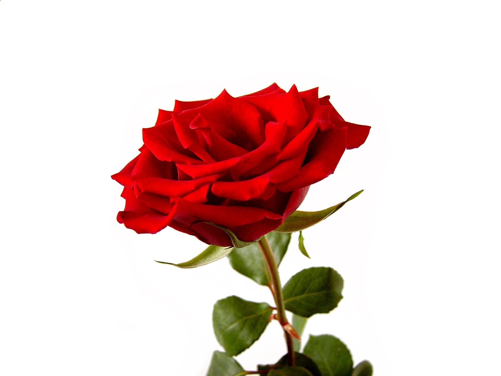 an image of a red rose in the vase
