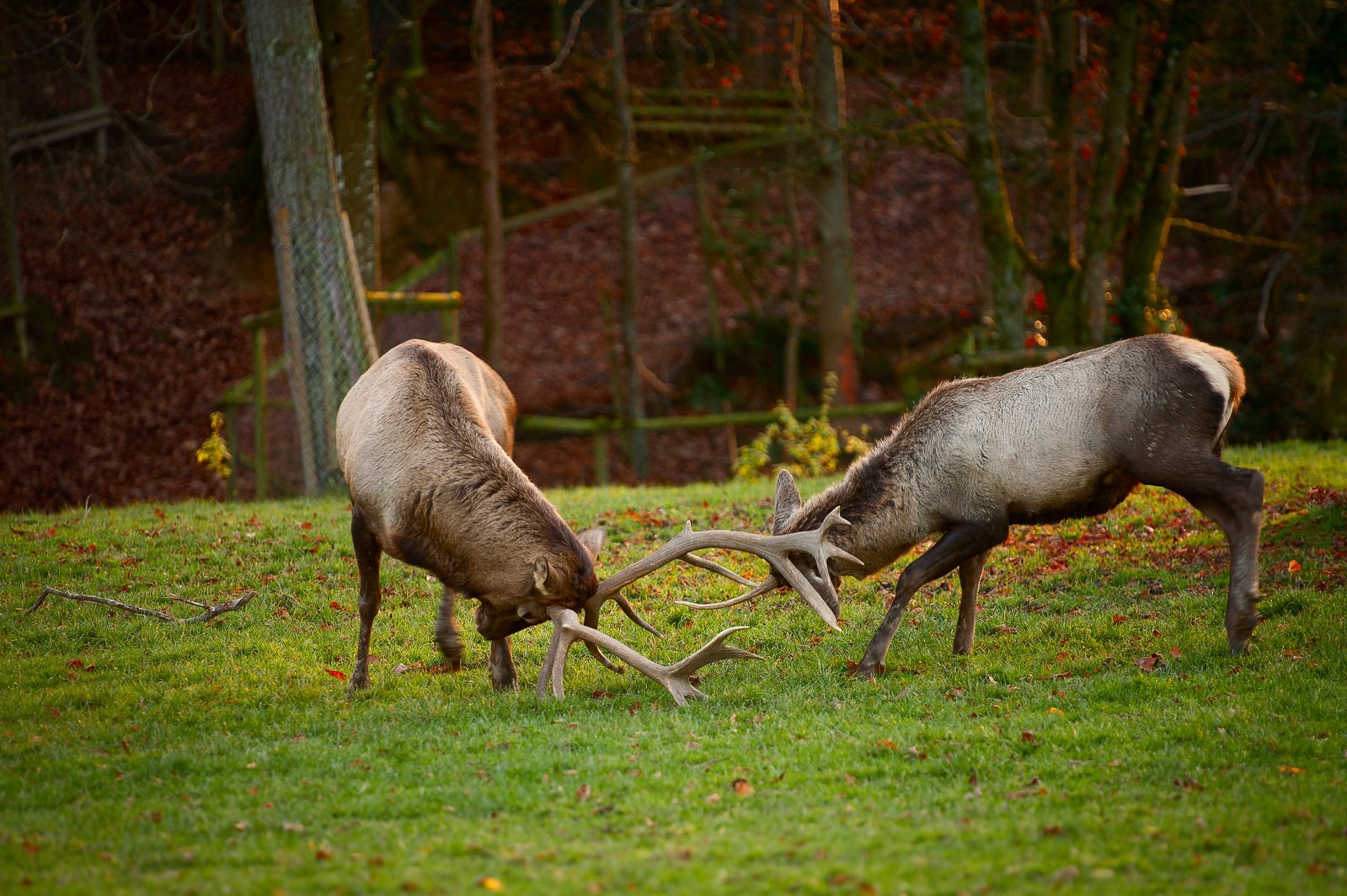 two elk grazing on grass in the woods