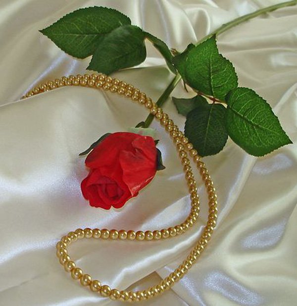 a single rose with a gold beaded necklace