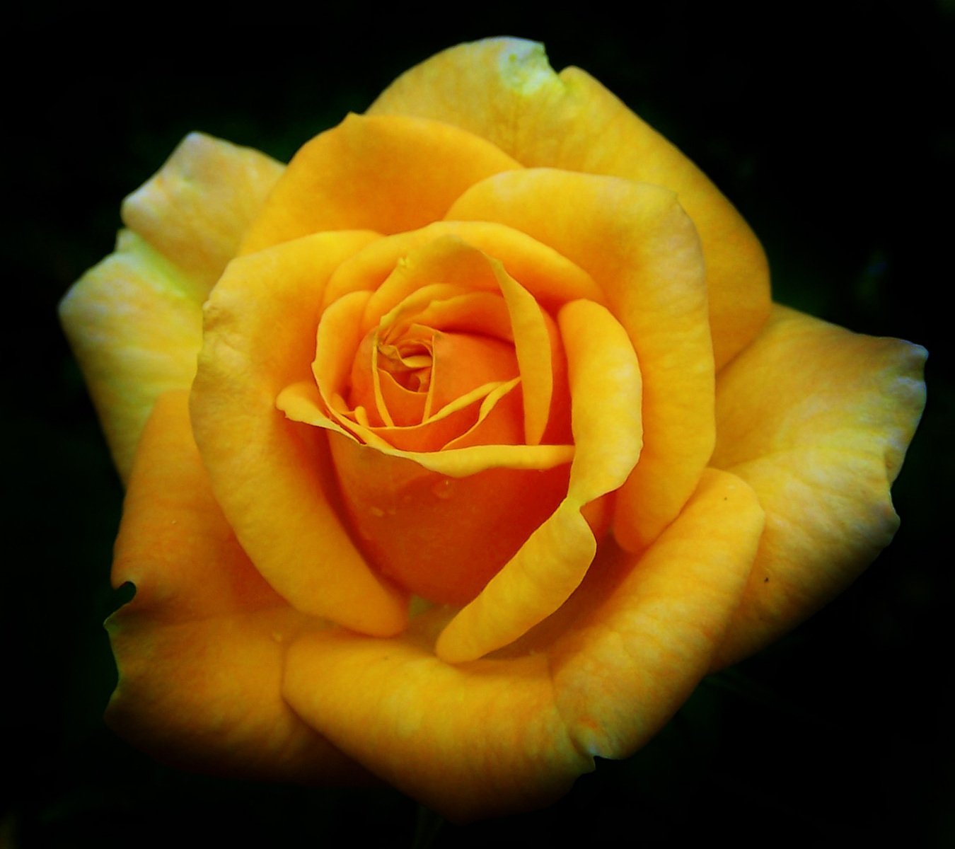 close up po of a single yellow rose