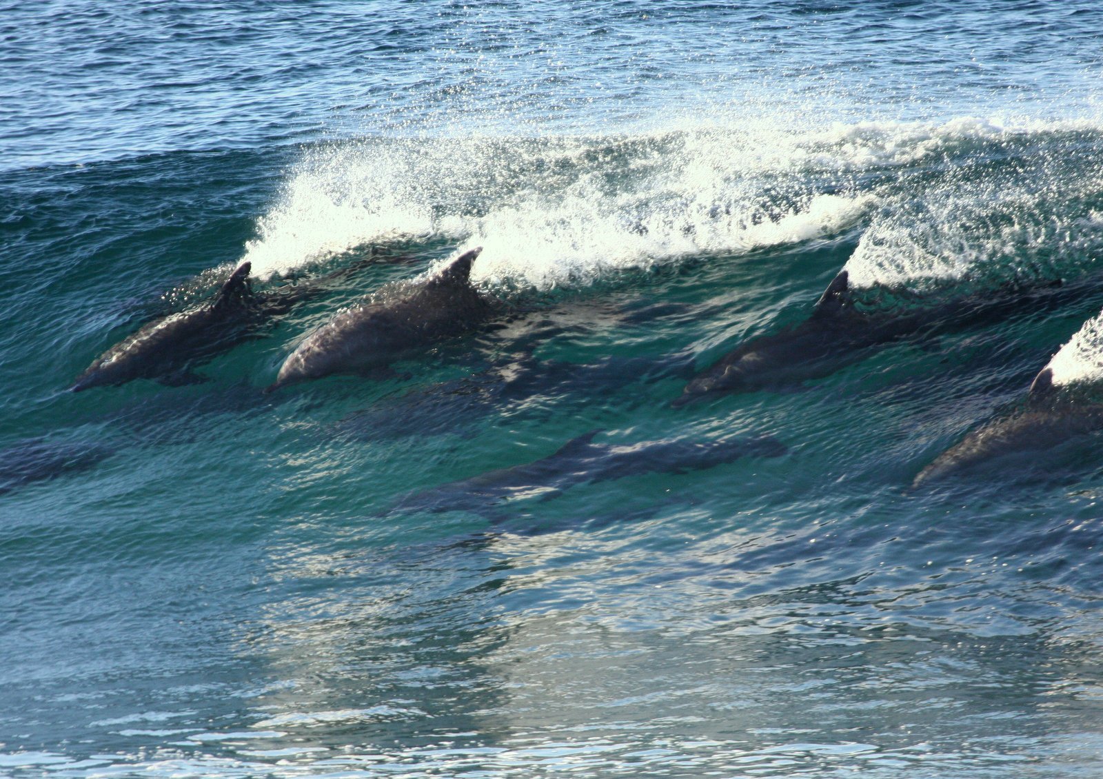 four dolphins swimming over an ocean wave