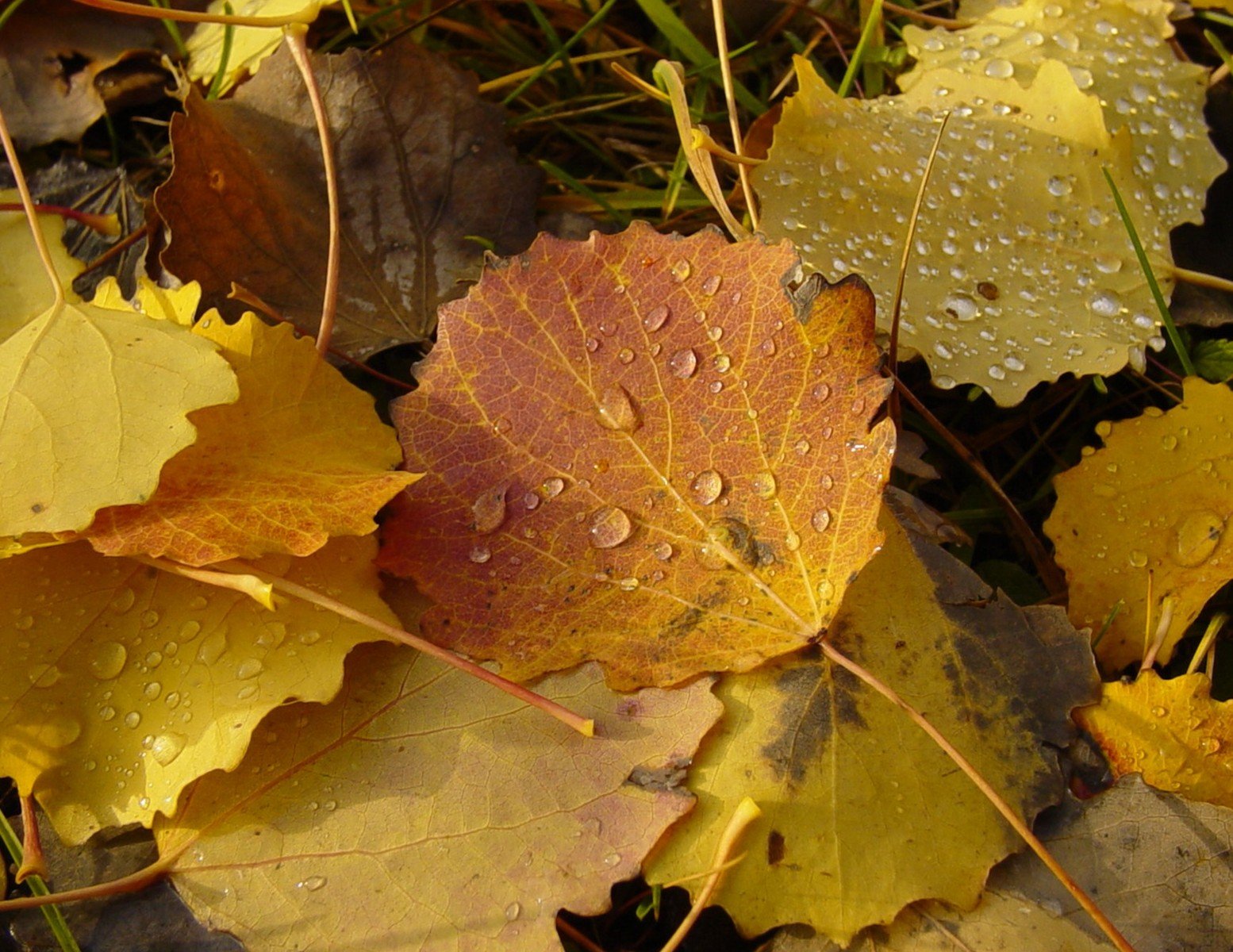 several leaves that are laying on the ground