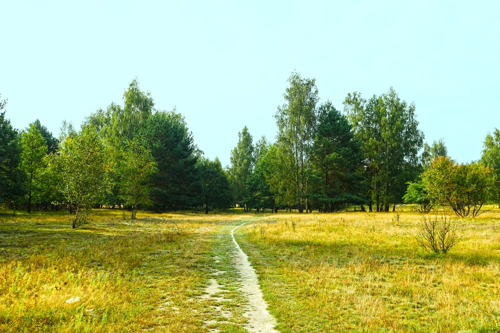 the trail is winding around a field of tall grass