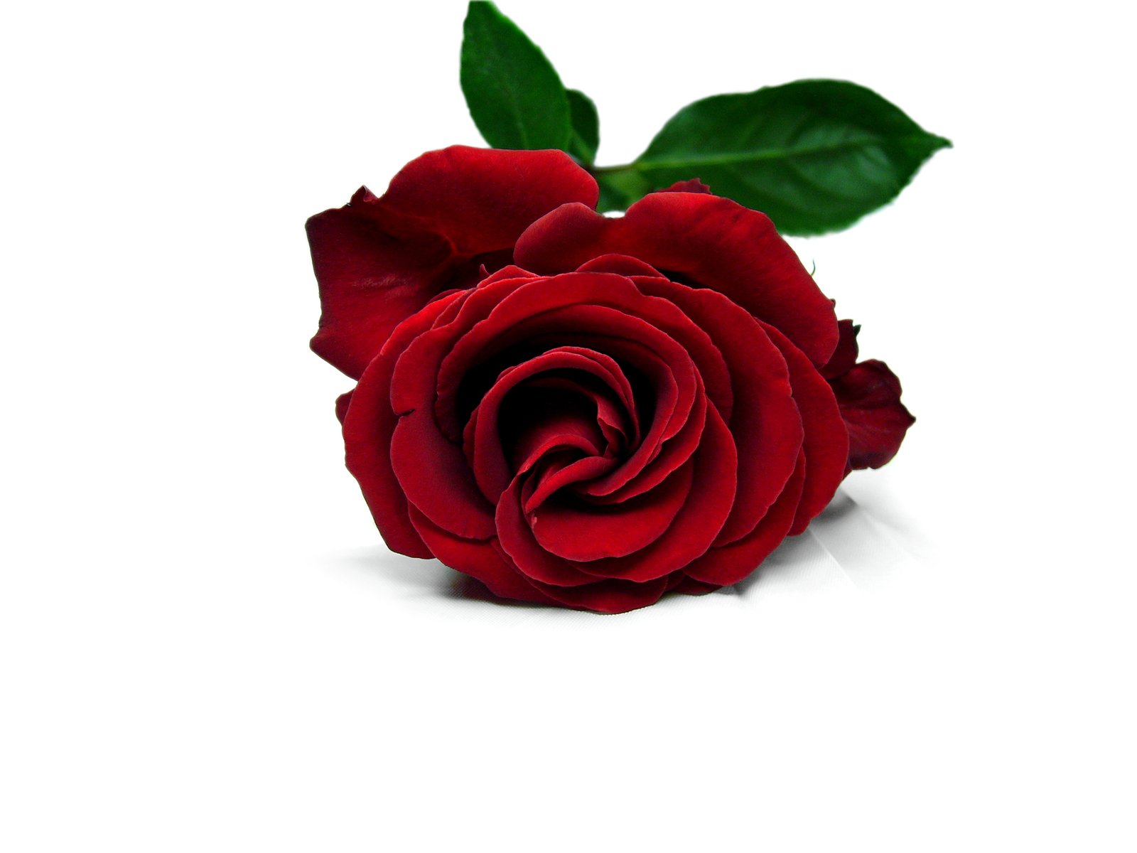 a single red rose with green leaves on top of it
