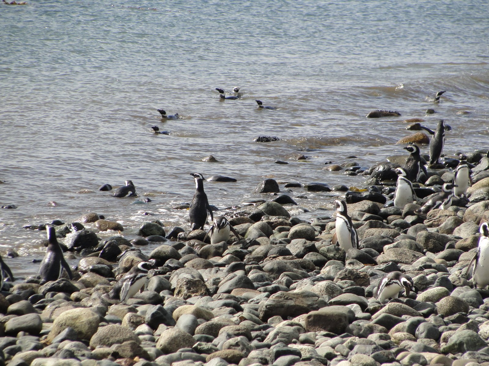 many penguins and seagulls on the shore of a lake