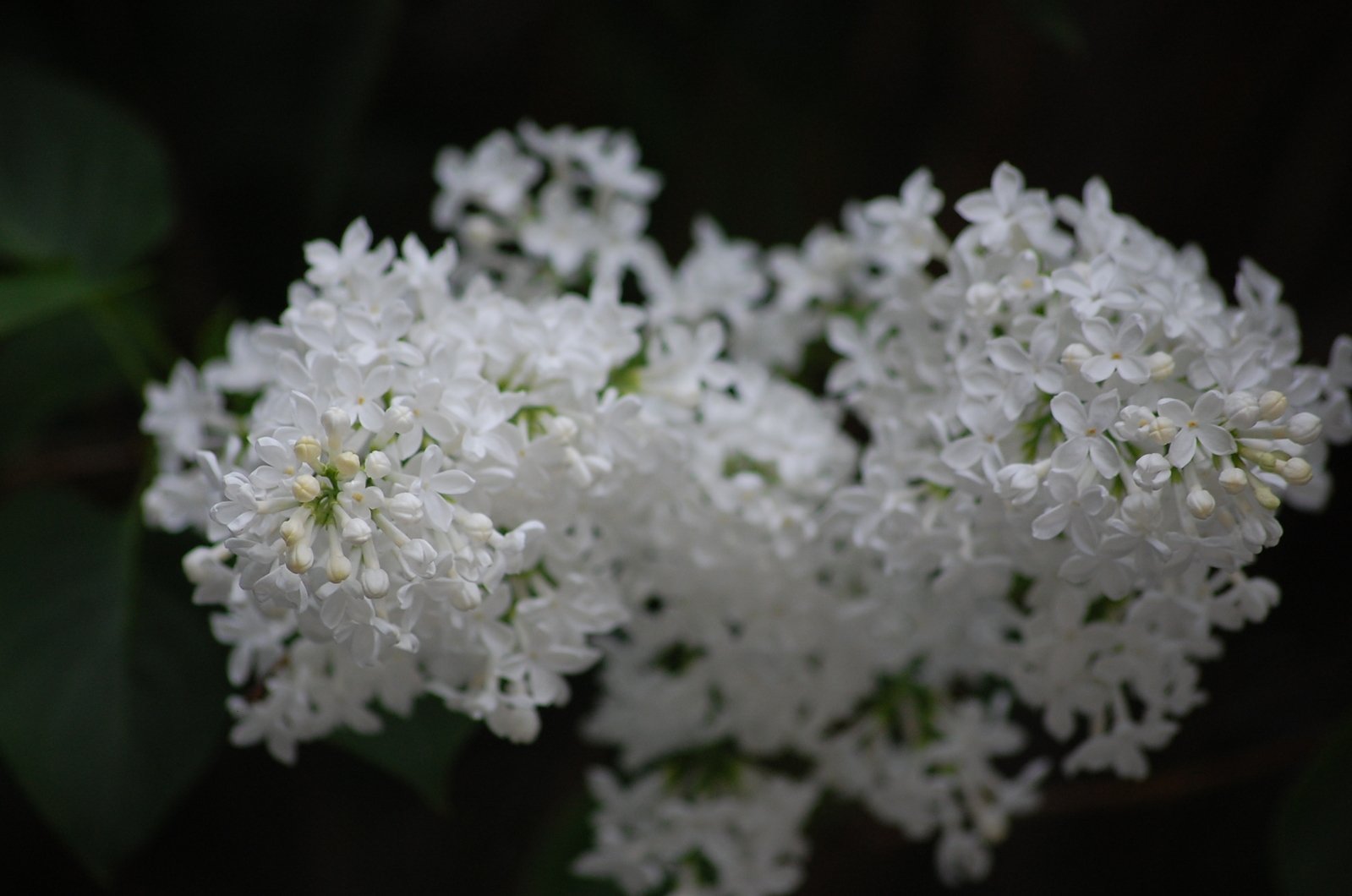 closeup of a white flowers with leaves