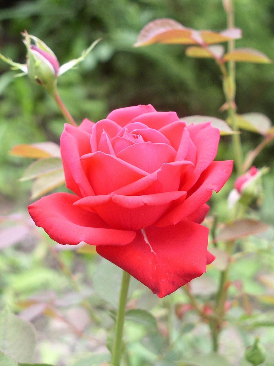 a very large pink rose is shown with buds