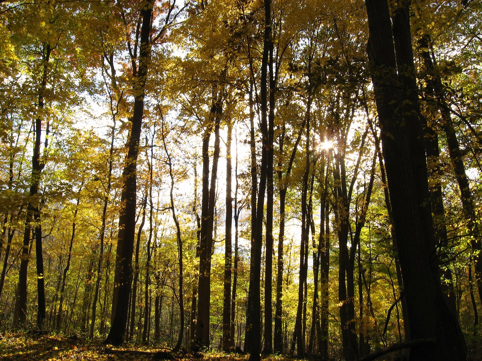 sunlight in the woods shine through the trees