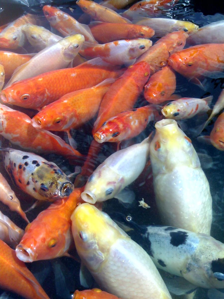 several orange and white koi fish in a black pond