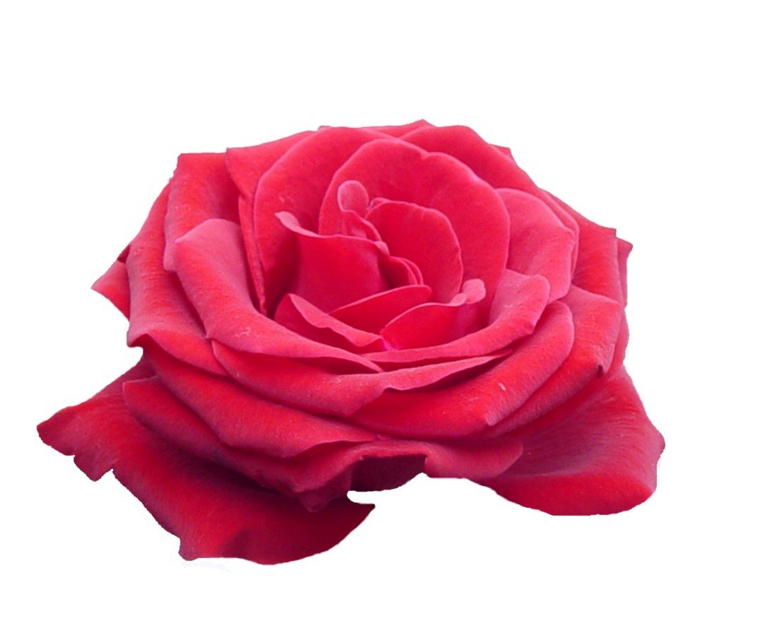 red rose on white background in front of a clear background