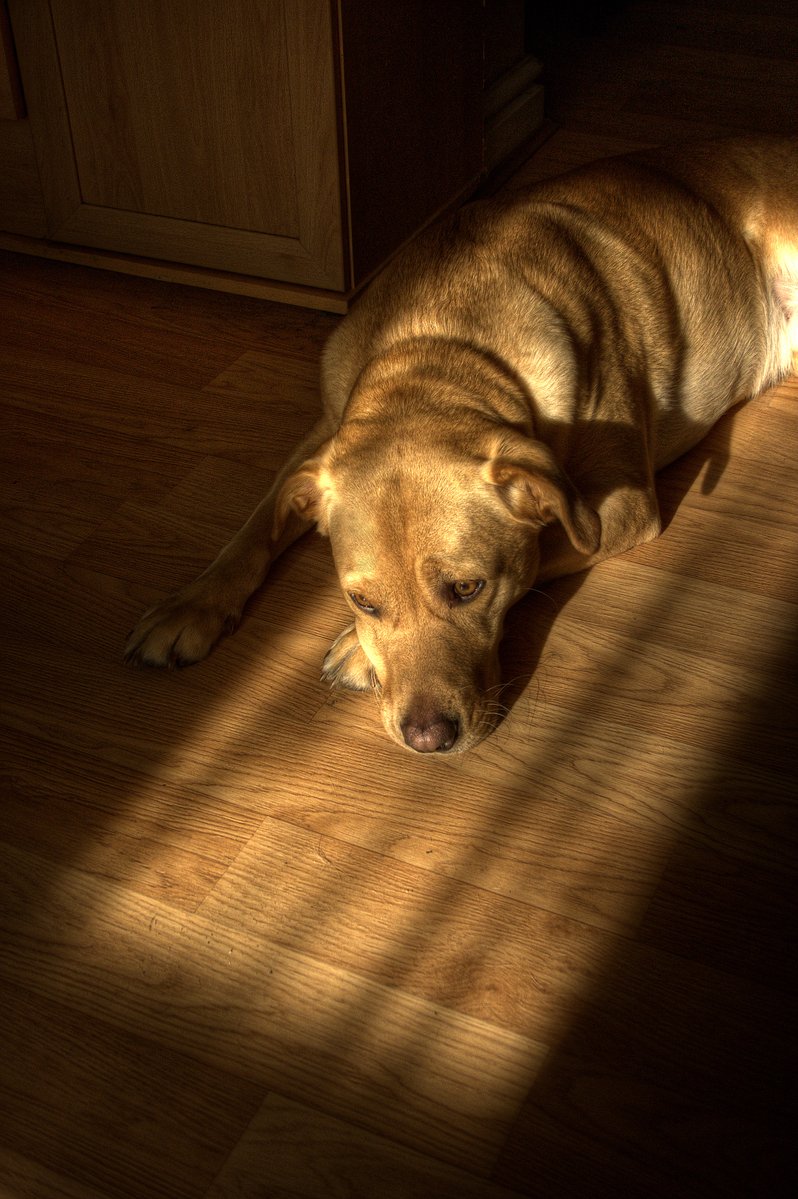 a brown dog laying on the floor with a shadow on it
