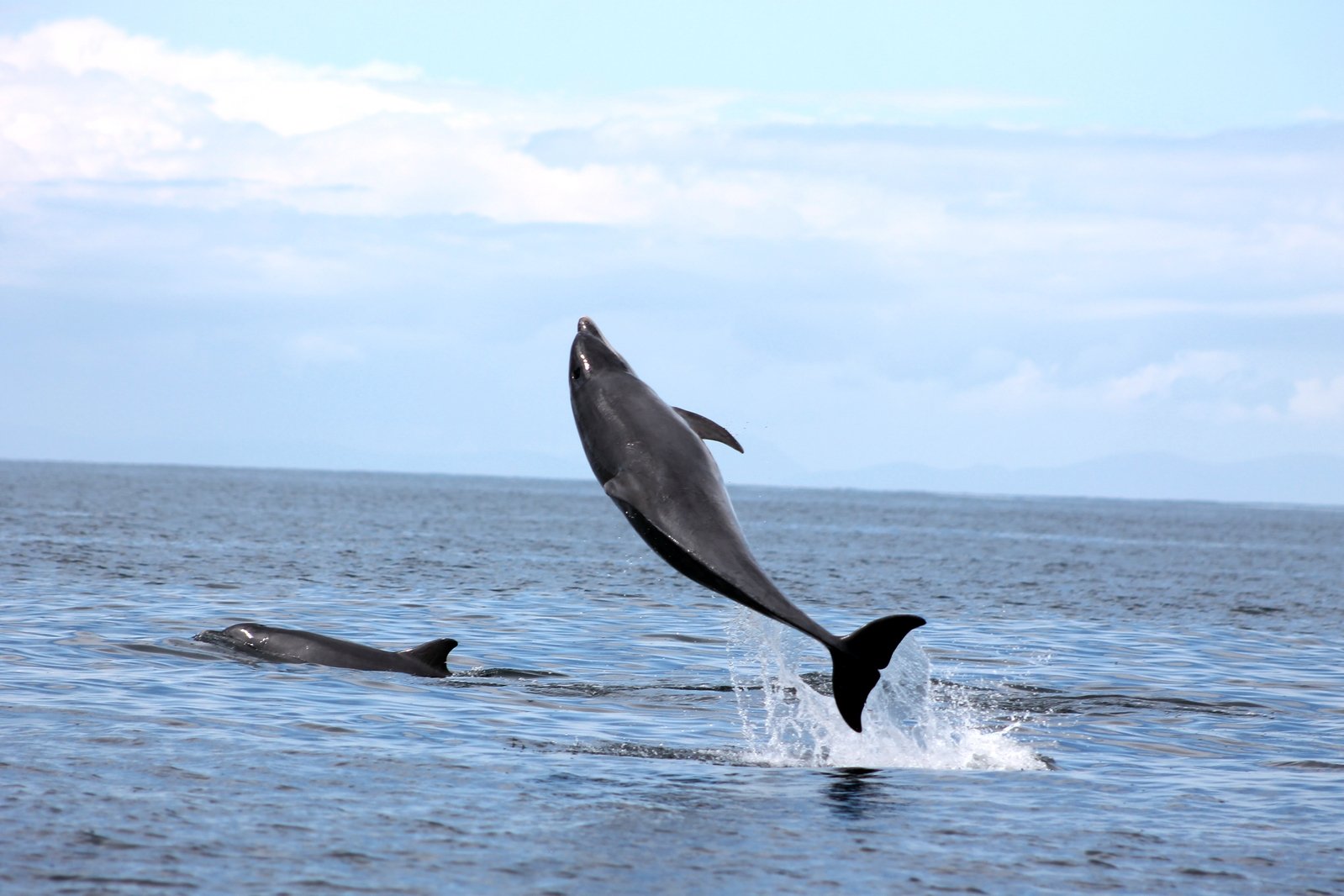 two dolphins are swimming in the water