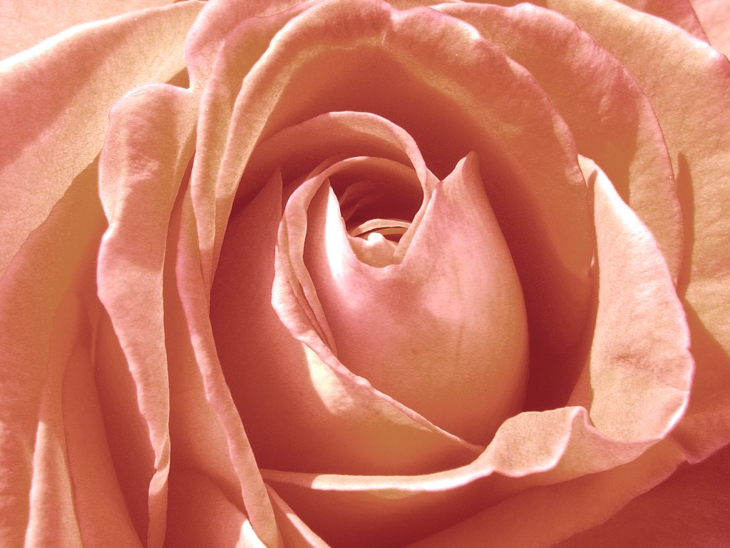 a pink rose flower with an almost white background