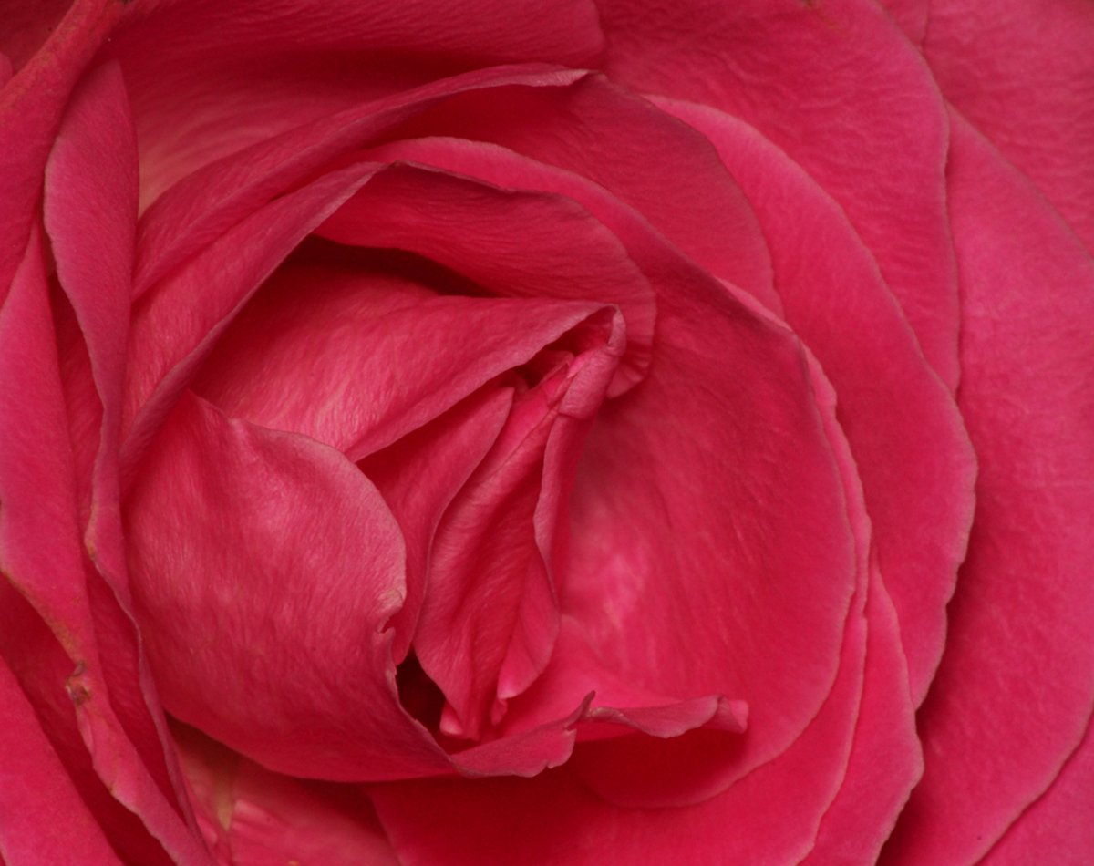 the large rose flower is bright pink