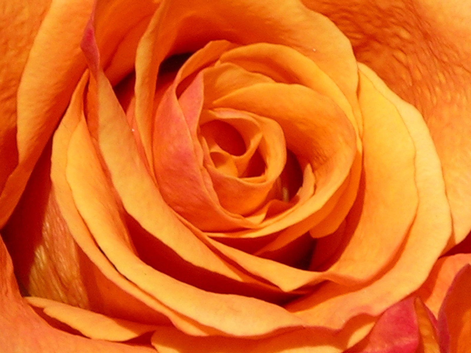 a yellow rose with pink stems that have been petaled