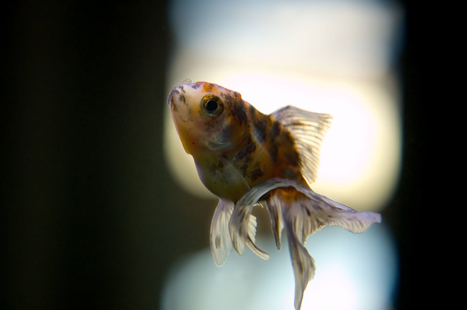 goldfish in the middle of a small stream