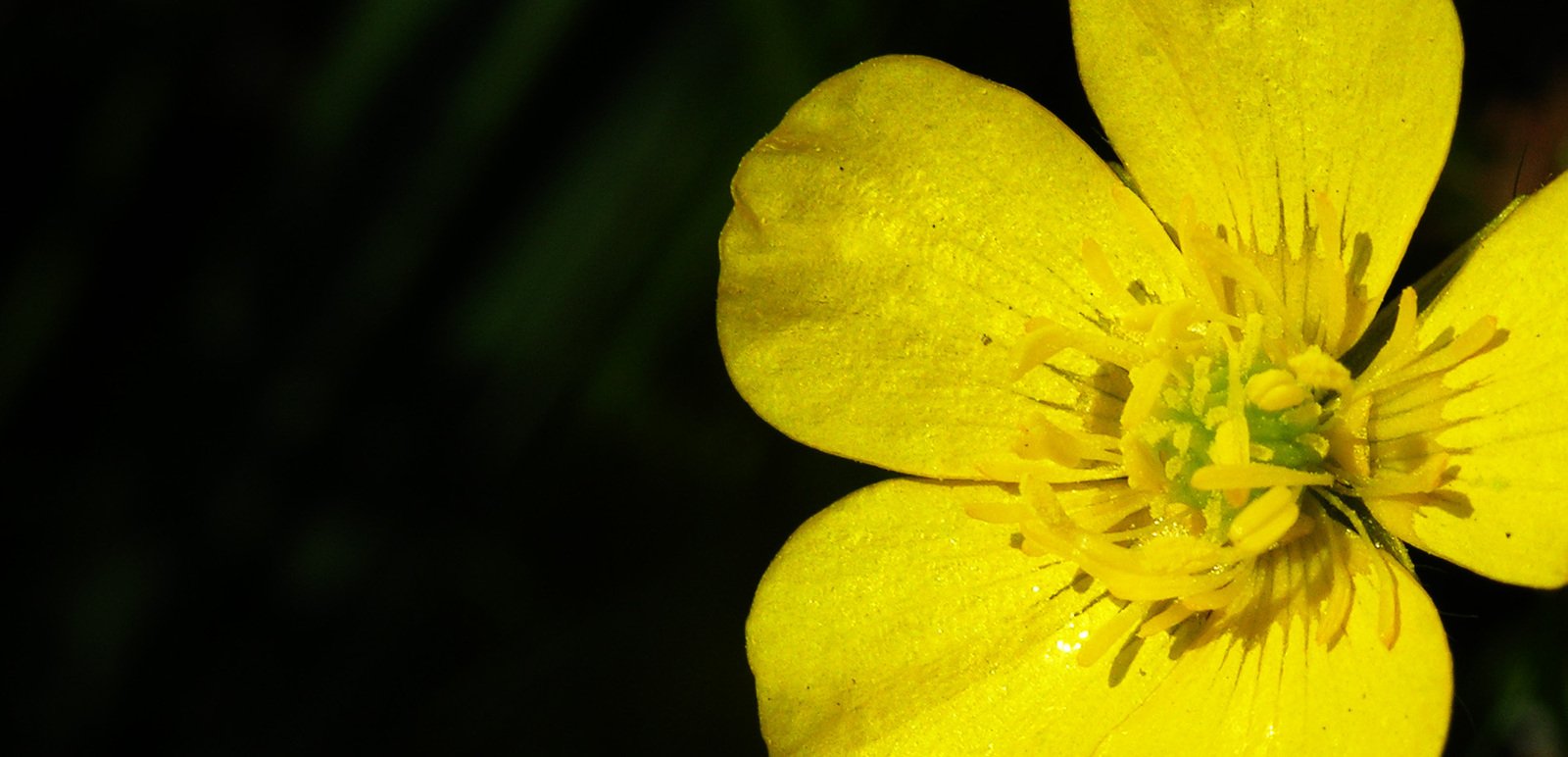 a close up of a yellow flower with drops