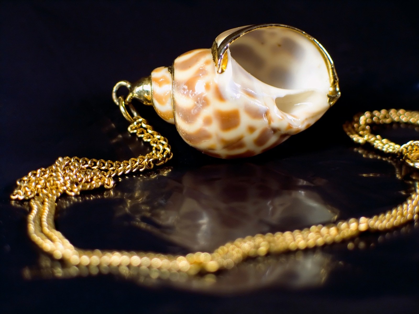 a sea shell sitting on top of a table