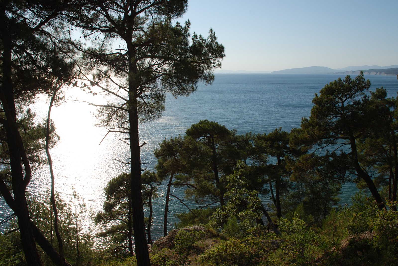 a beautiful view through the trees of a body of water